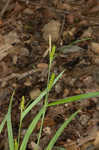 Limestone meadow sedge